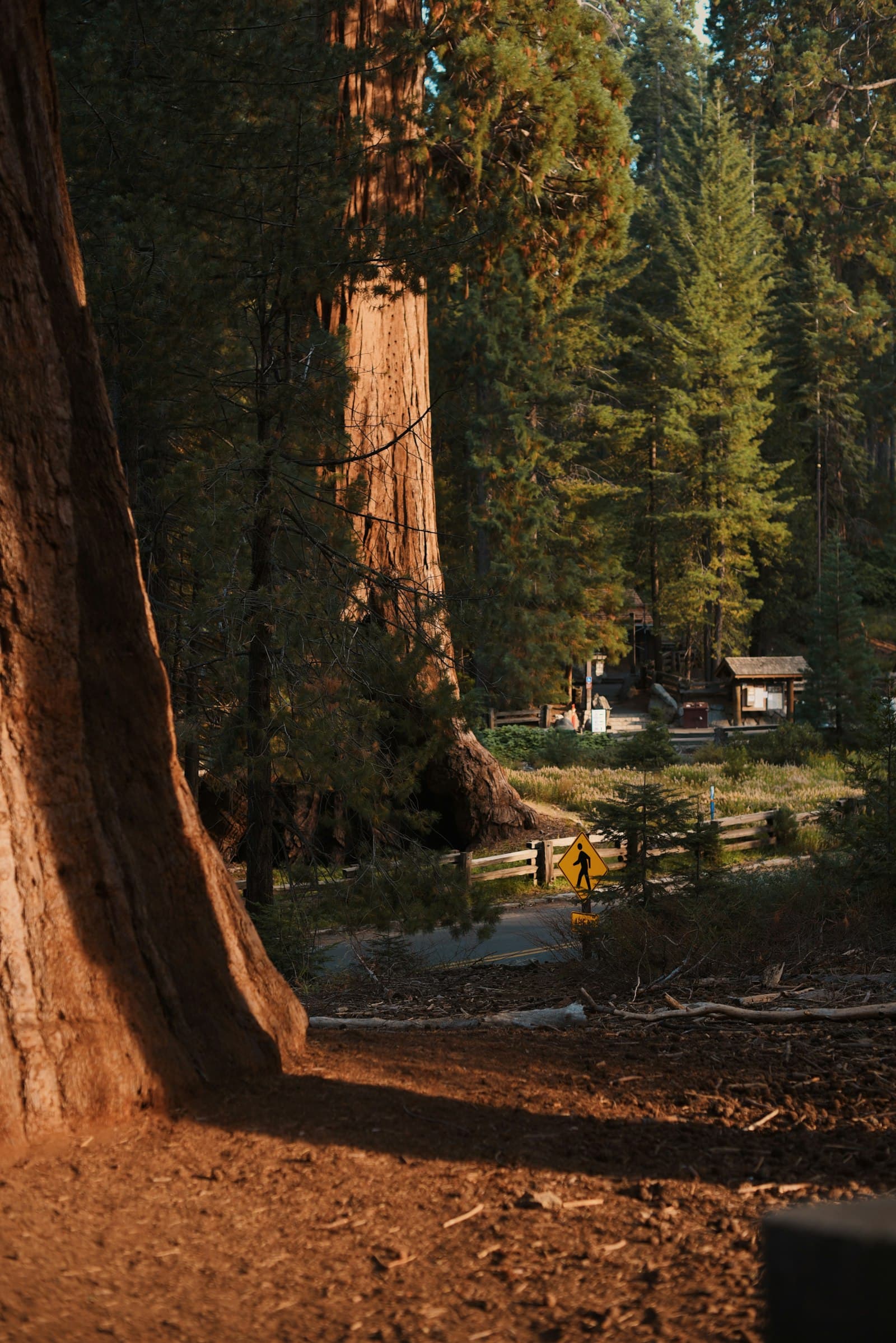 Giant sequoia trees in Sequoia National Park